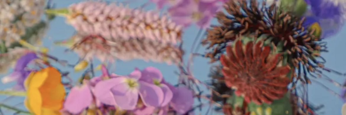 oliiviarose's profile banner image