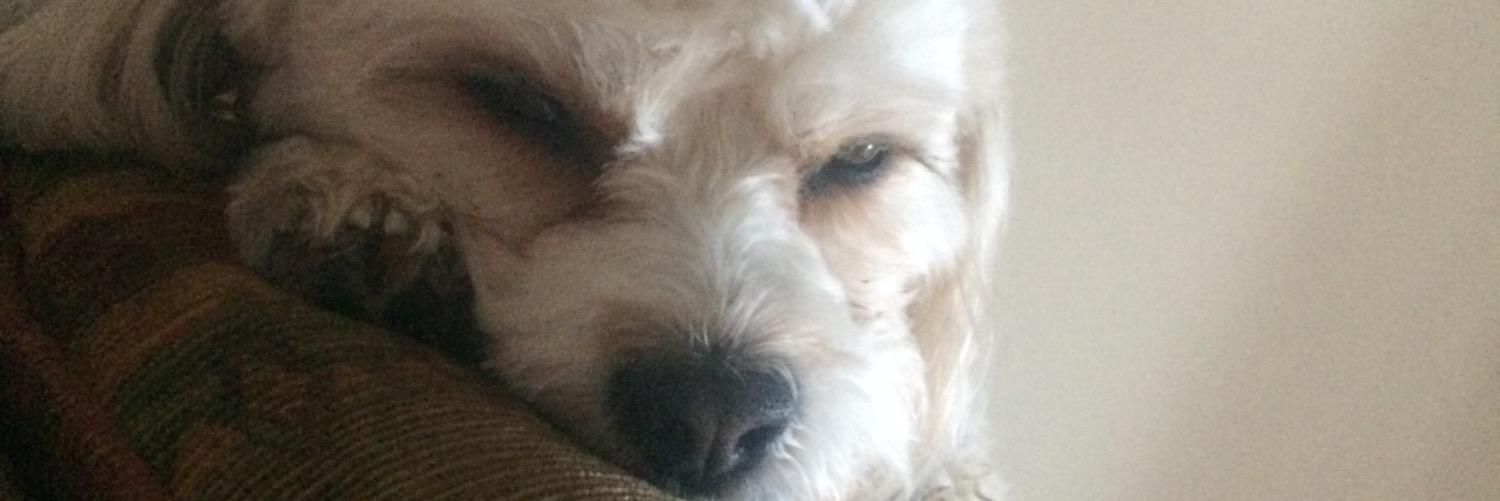 EmmaReeb's profile banner image