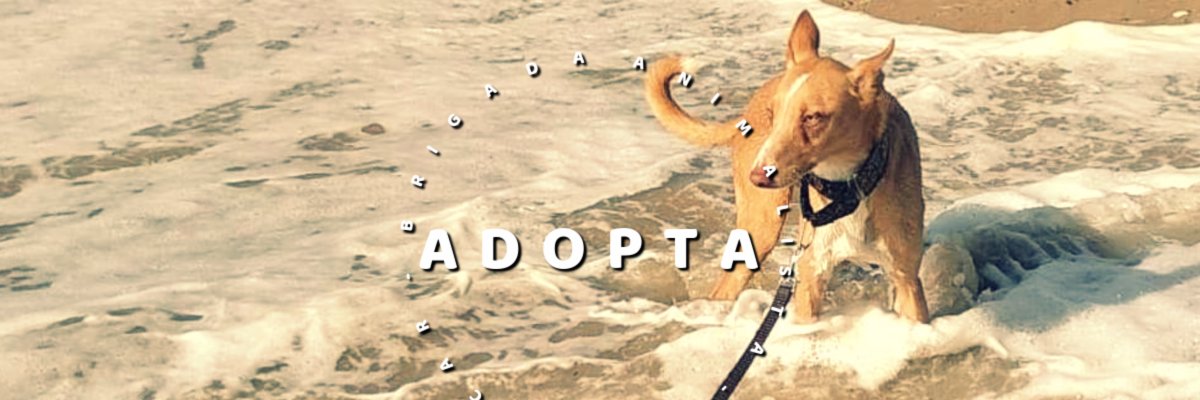 Brigada_Anim's profile banner image