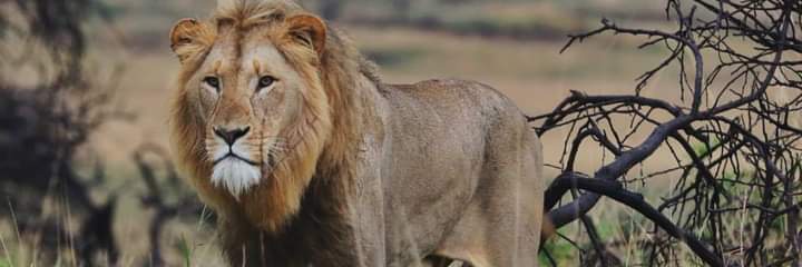 VishalTheLarge's profile banner image