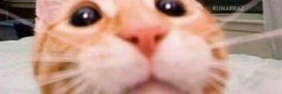 Ender_Cat's profile banner image