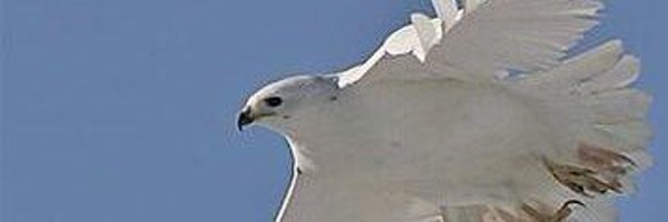 sahipsom Profile Banner