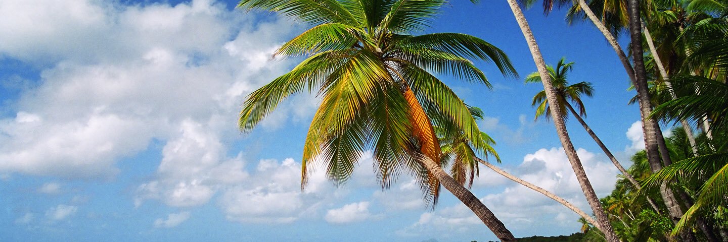 Patricia Krentcil banner