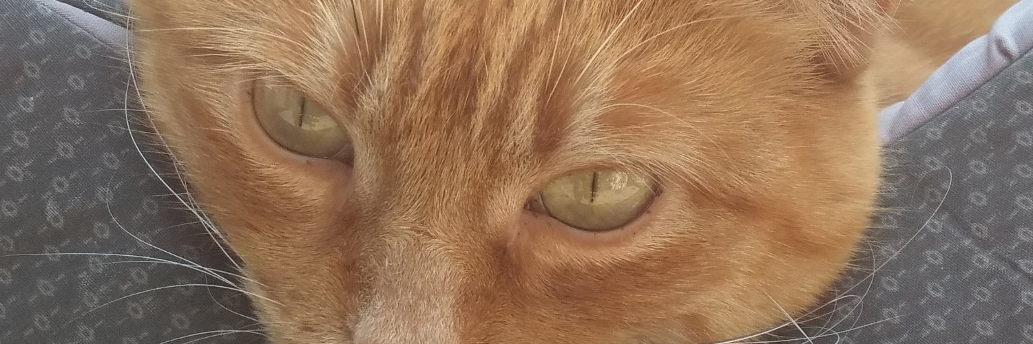 alinrios1's profile banner image