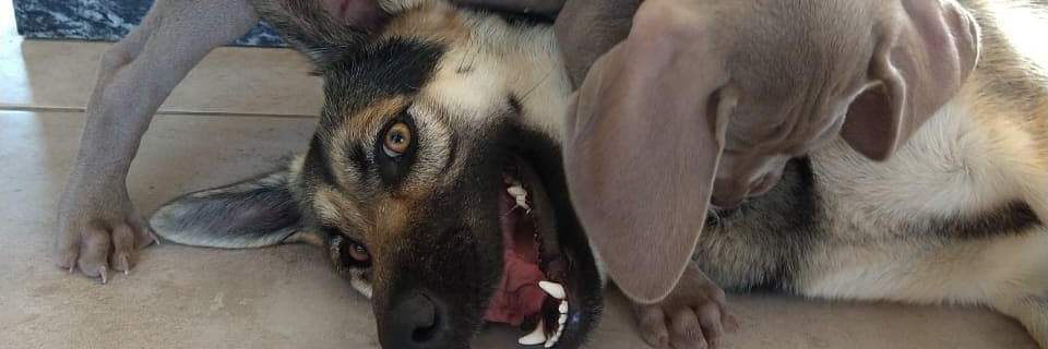 Gordox22's profile banner image