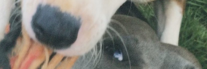 ohanna_alvim's profile banner image