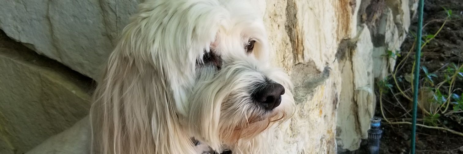 Riley the Dog banner