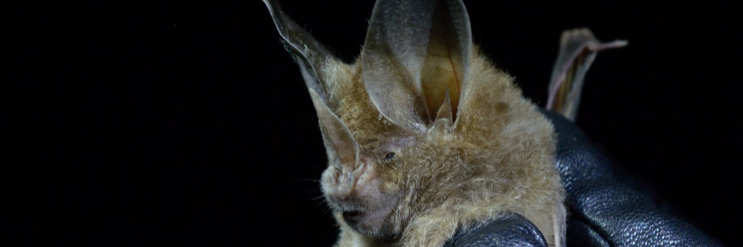 Lycaste_sp's profile banner image