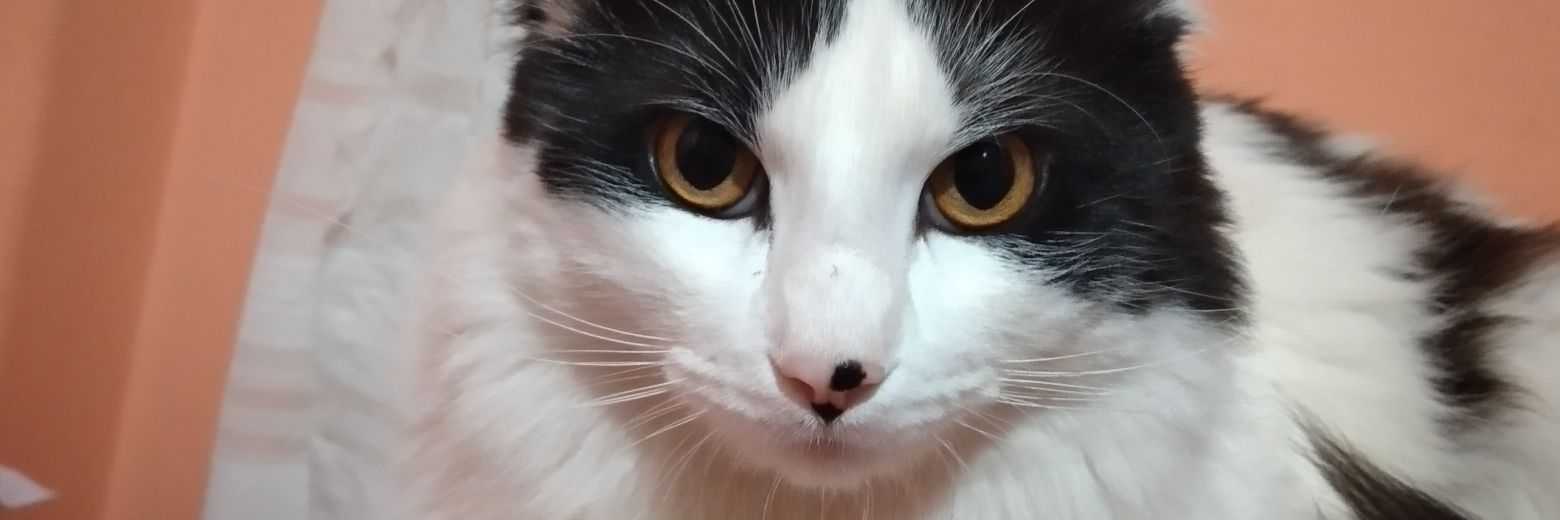 guadaacastillo's profile banner image