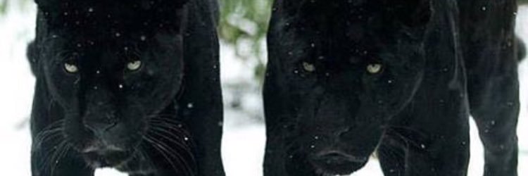 AliDavidD's profile banner image