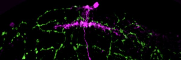 IMohylyak Profile Banner