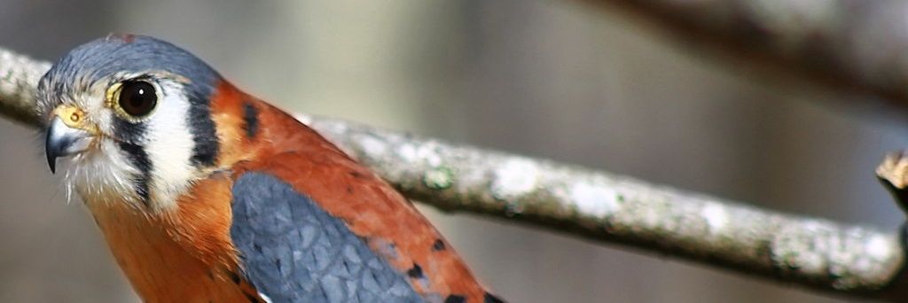 Kestrel Class banner