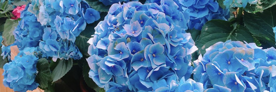 スミス春子ユニス(フリーアナウンサー) banner