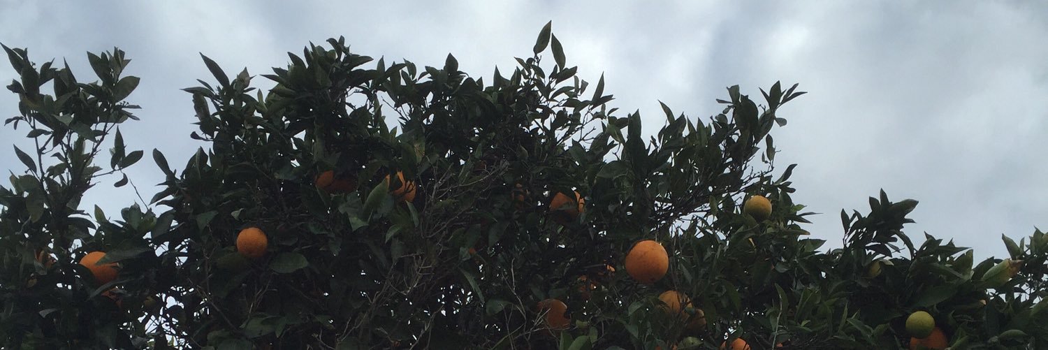 Motawrence's profile banner image