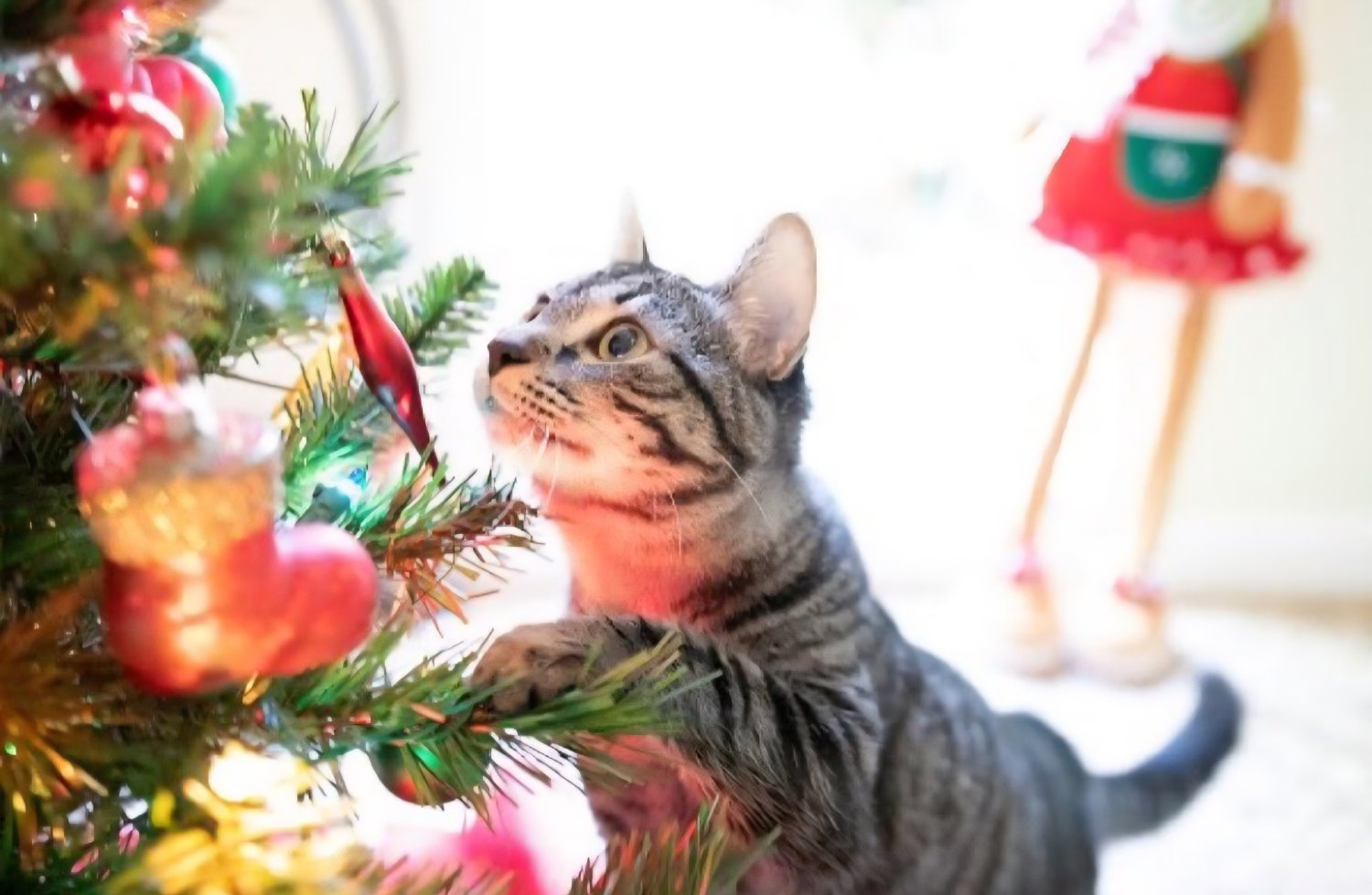 Minnie the Cat banner