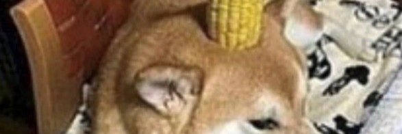 facts_corn's profile banner image