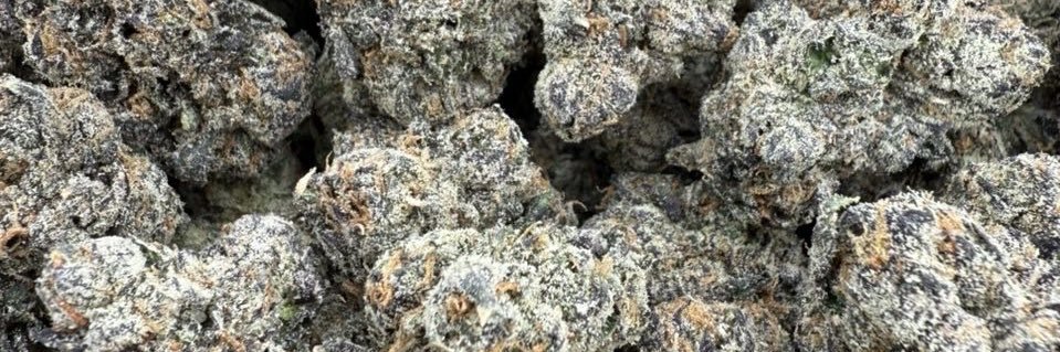 Rizzy in La 🤪 banner