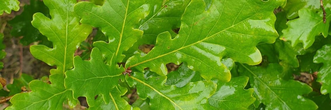 Jane kathillkat banner