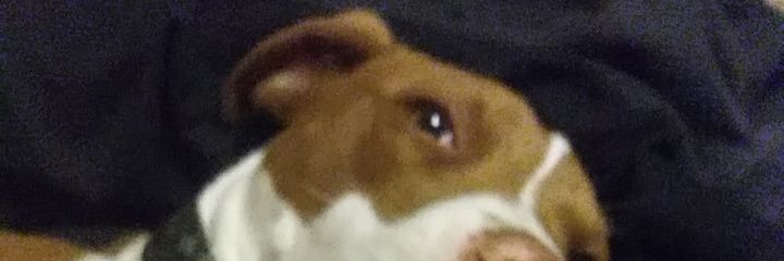 stopcringeposts's profile banner image
