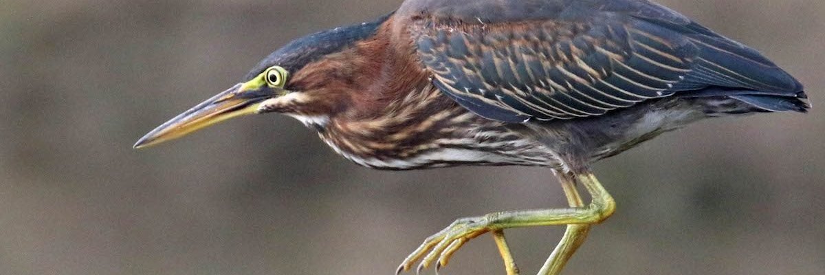 doodle_birb's profile banner image