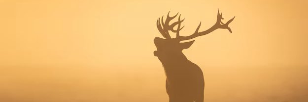 jason fox banner