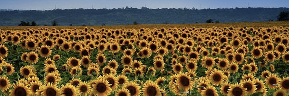 🇺🇦Mark NAFOczuk🌻 banner