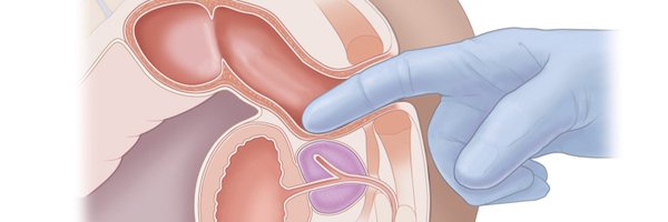 NormalPenisGuy Profile Banner