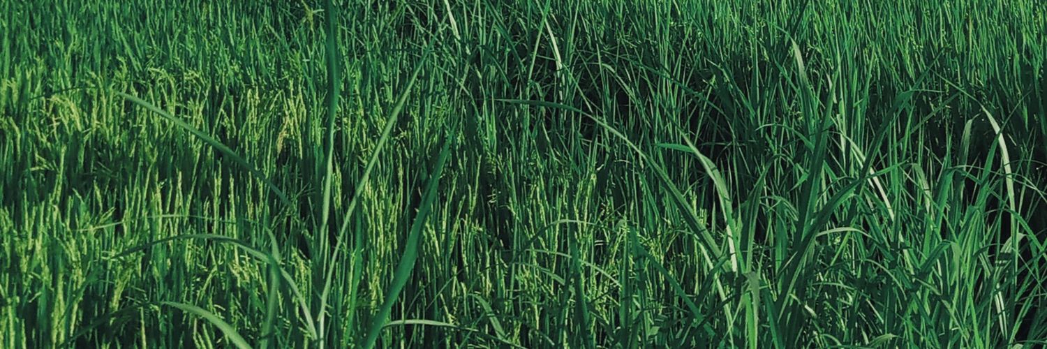 cupapimonyenyo banner