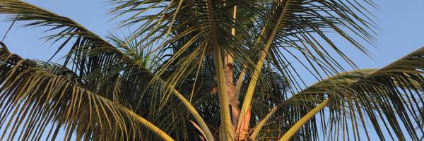 JuliusEcuru Profile Banner