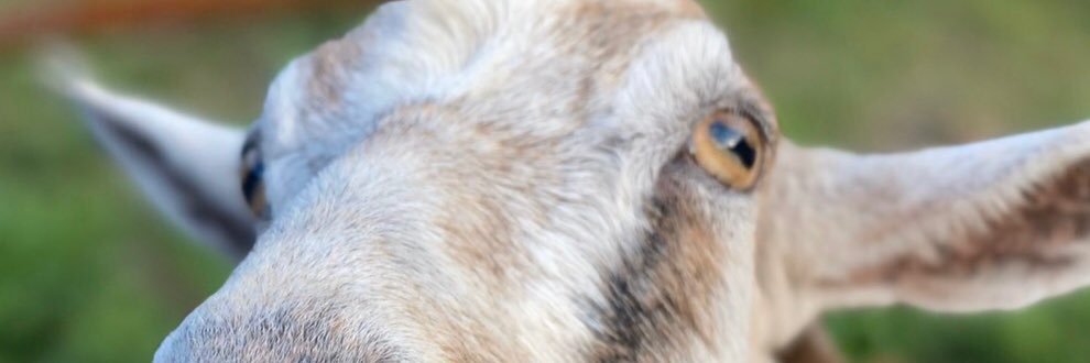 あおりヤギ🐐。。's banner