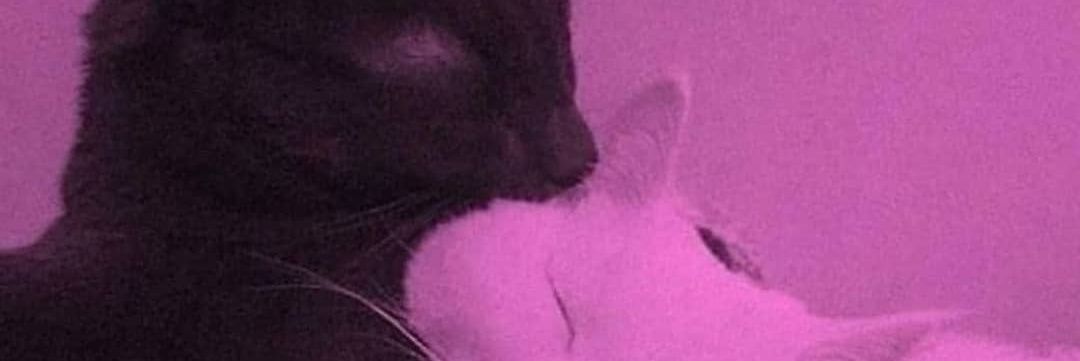 melani0019's profile banner image