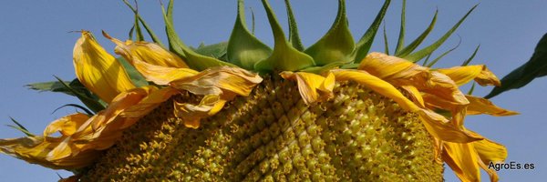 AgroEs_es Profile Banner