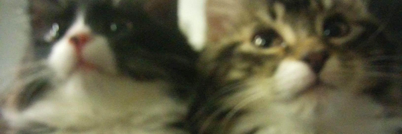 catee92's profile banner image