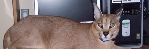 Zoovaska's profile banner image