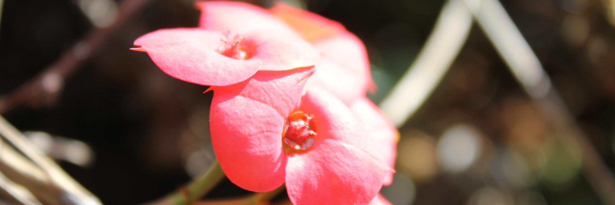 paradiselost's profile banner image
