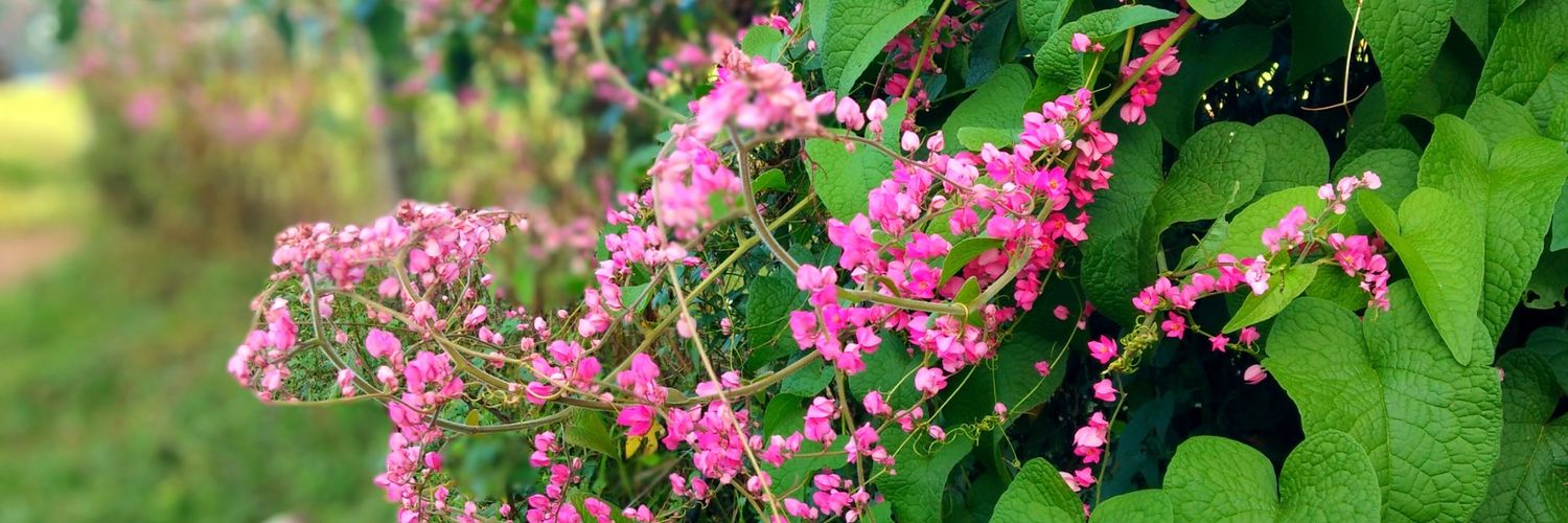 mohanraj_coorg's profile banner image