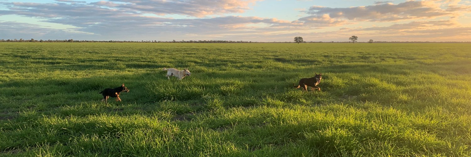 Amelia Williams banner