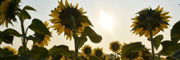 DioneSuc Profile Banner