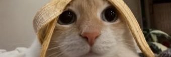 rinny_xiv's profile banner image