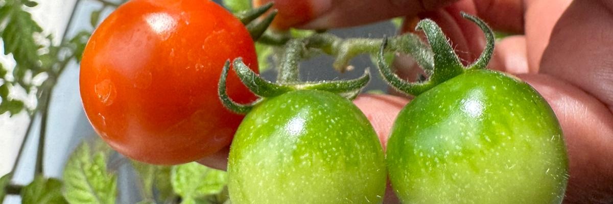 OrgSaafi's profile banner image