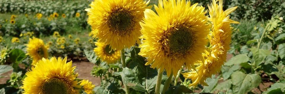 masako_pompom's profile banner image