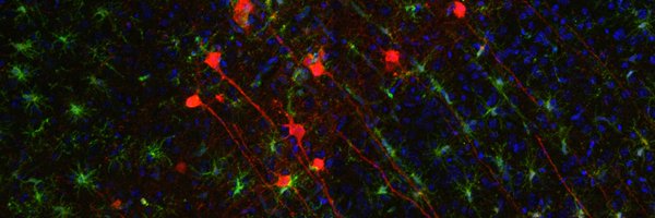 RothhammerLab Profile Banner