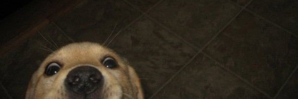 Tevret Fikfik banner