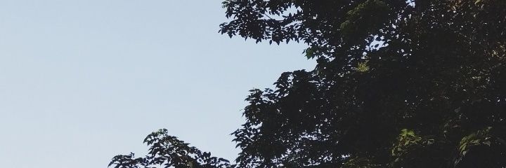 irmaastrip's profile banner image