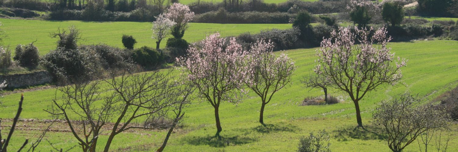 Carme Ferrer Cervelló💜🌻🍻 banner