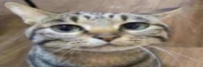 aeiler banner
