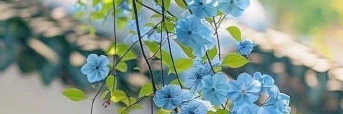 Bassom_55's profile banner image