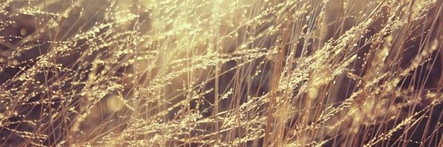 Staciaes1's profile banner image