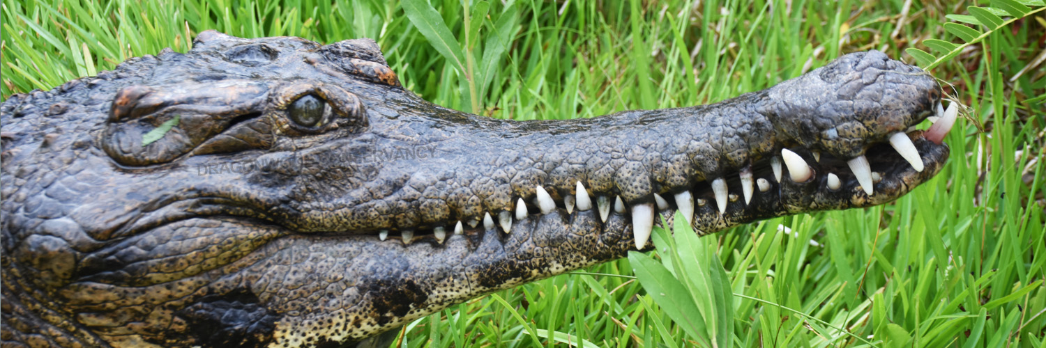 ZoologicalLeft's profile banner image