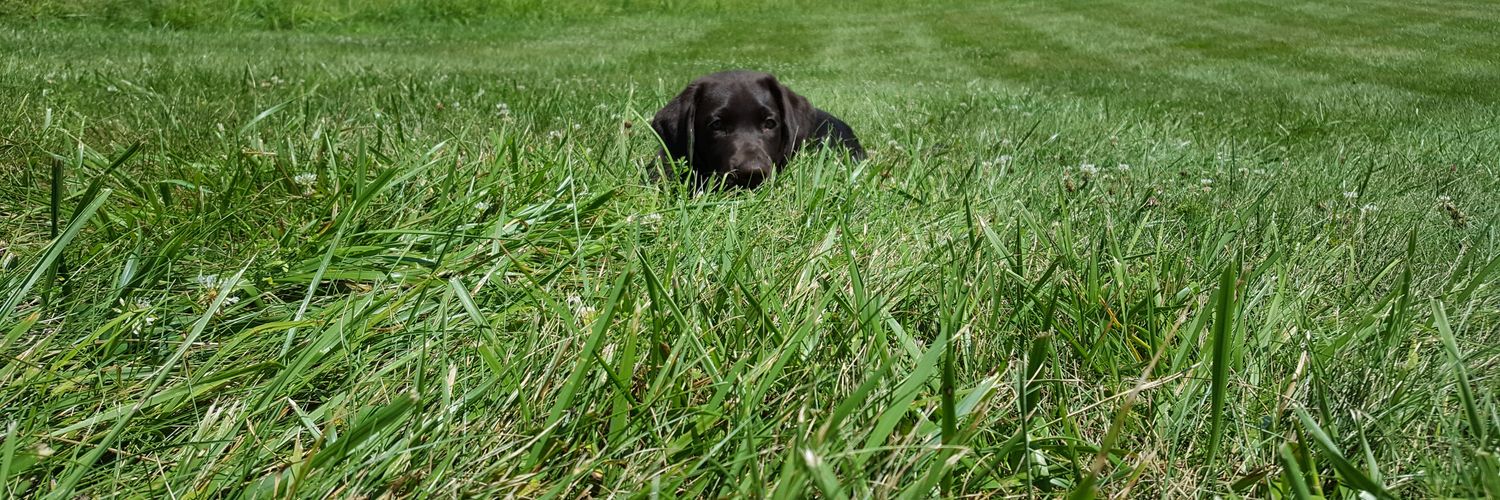 Kimberly Poole banner